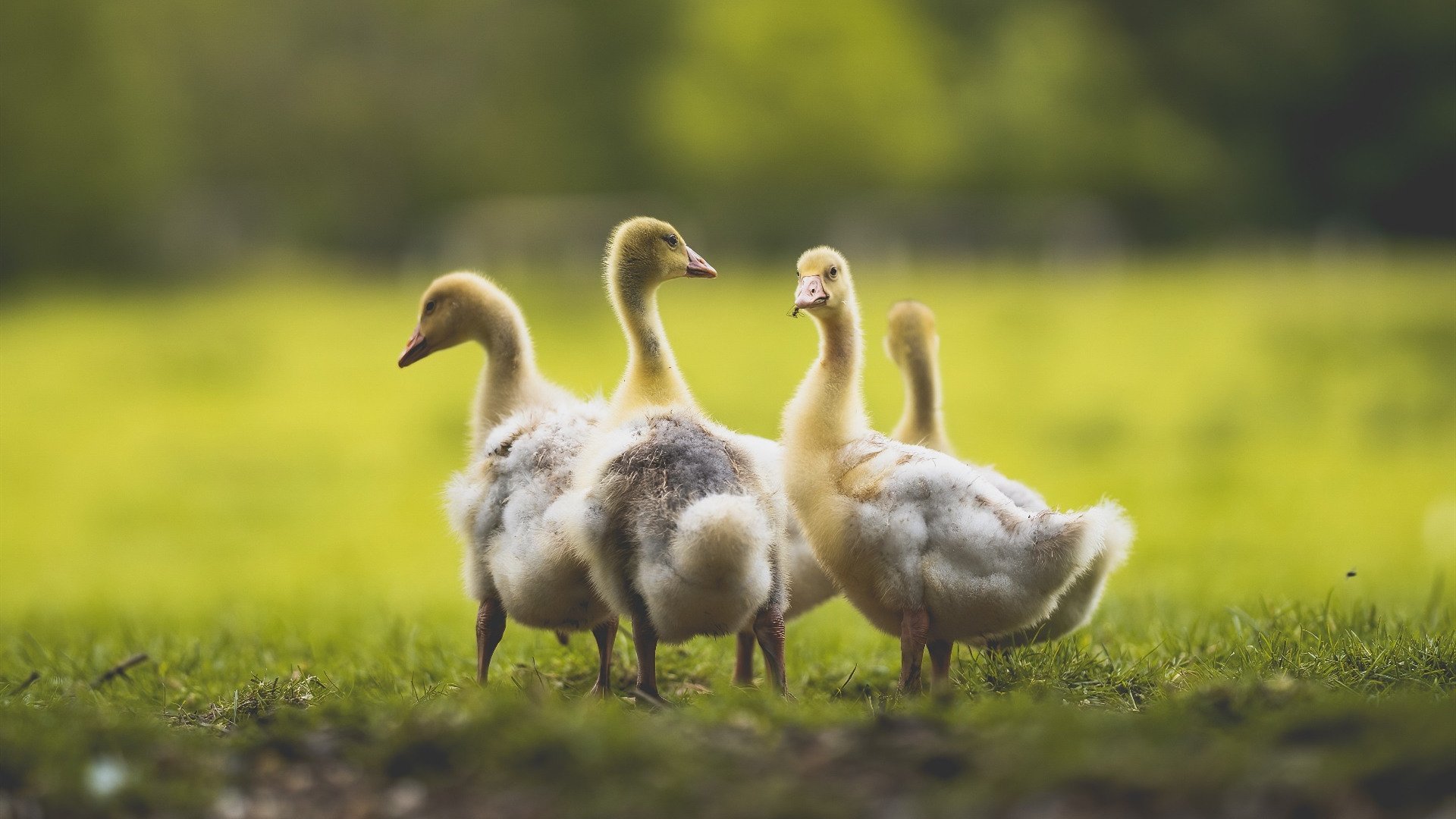 撕裂天空的拉文,一人改写战局,火箭升空击坠雷霆