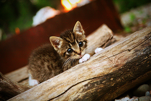 绝地反击，佩雷兹关键弯道超越如何改写红牛与哈斯的天平