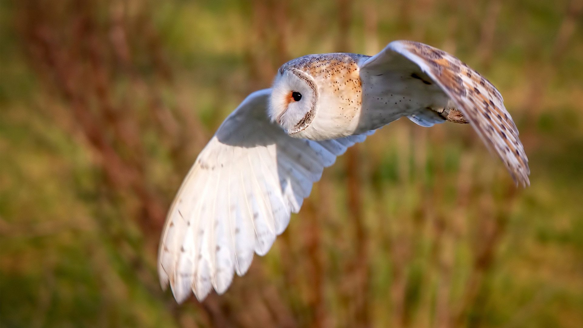 冰与火之歌,范弗利特以冷静头脑点燃猛龙狂胜之夜