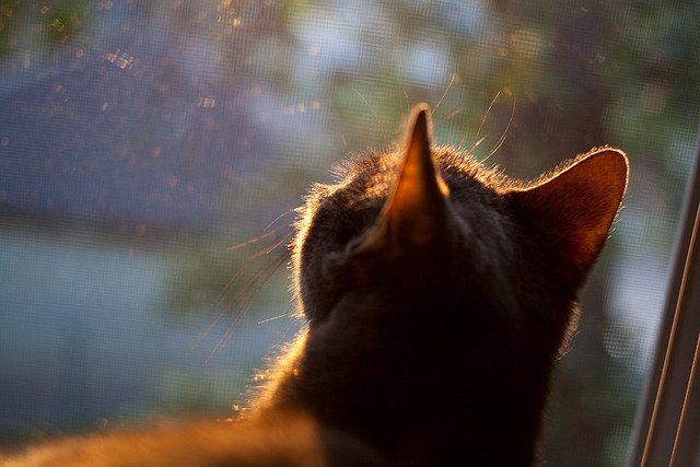 唯一见证,米切尔关键进球定乾坤,老鹰对决雄鹿史诗一战