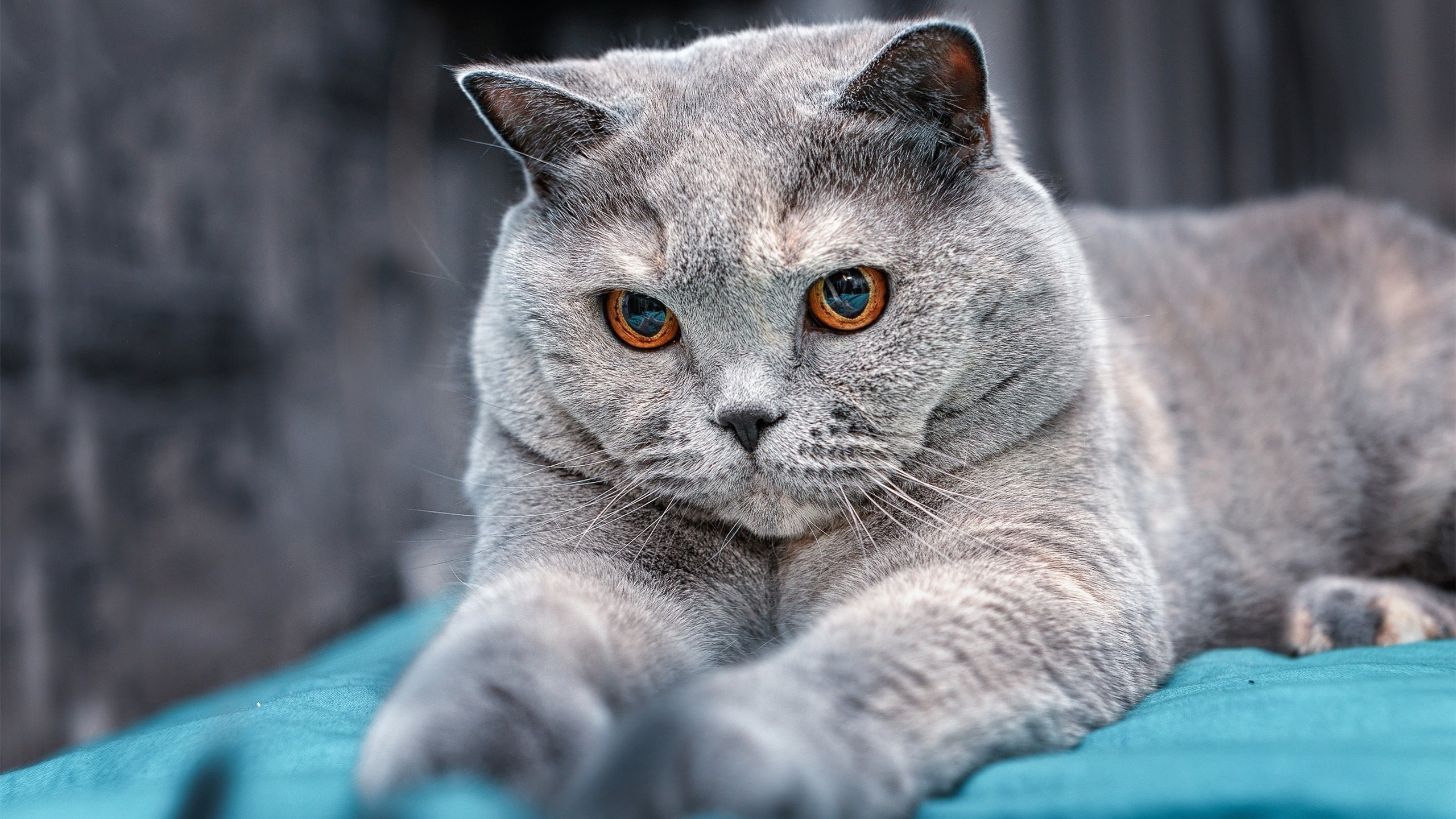 疆场VS赛场，两记惊雷，一种暴烈—集体洪流与孤胆英雄的接管美学