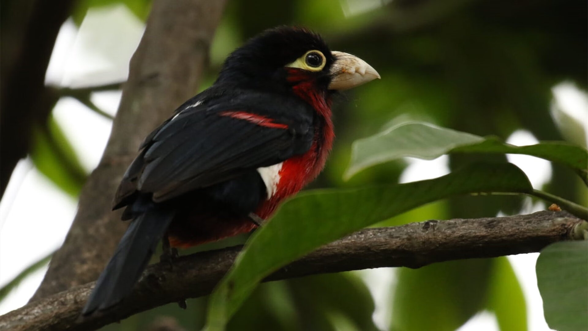 金色落日与石油黄昏,当苏亚雷斯的最后一舞冲垮巴黎构建的足球神殿