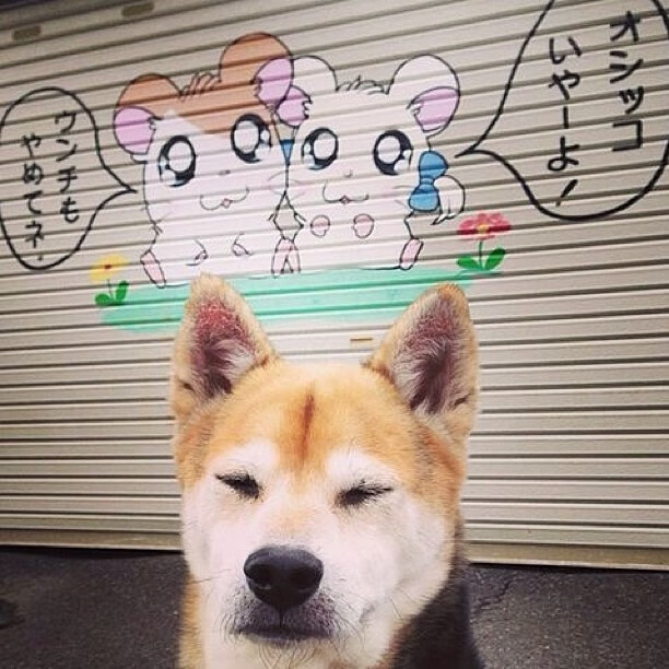 双星闪耀终结惊魂时刻！鹈鹕险胜国王，武切维奇里程碑之夜铸就传奇