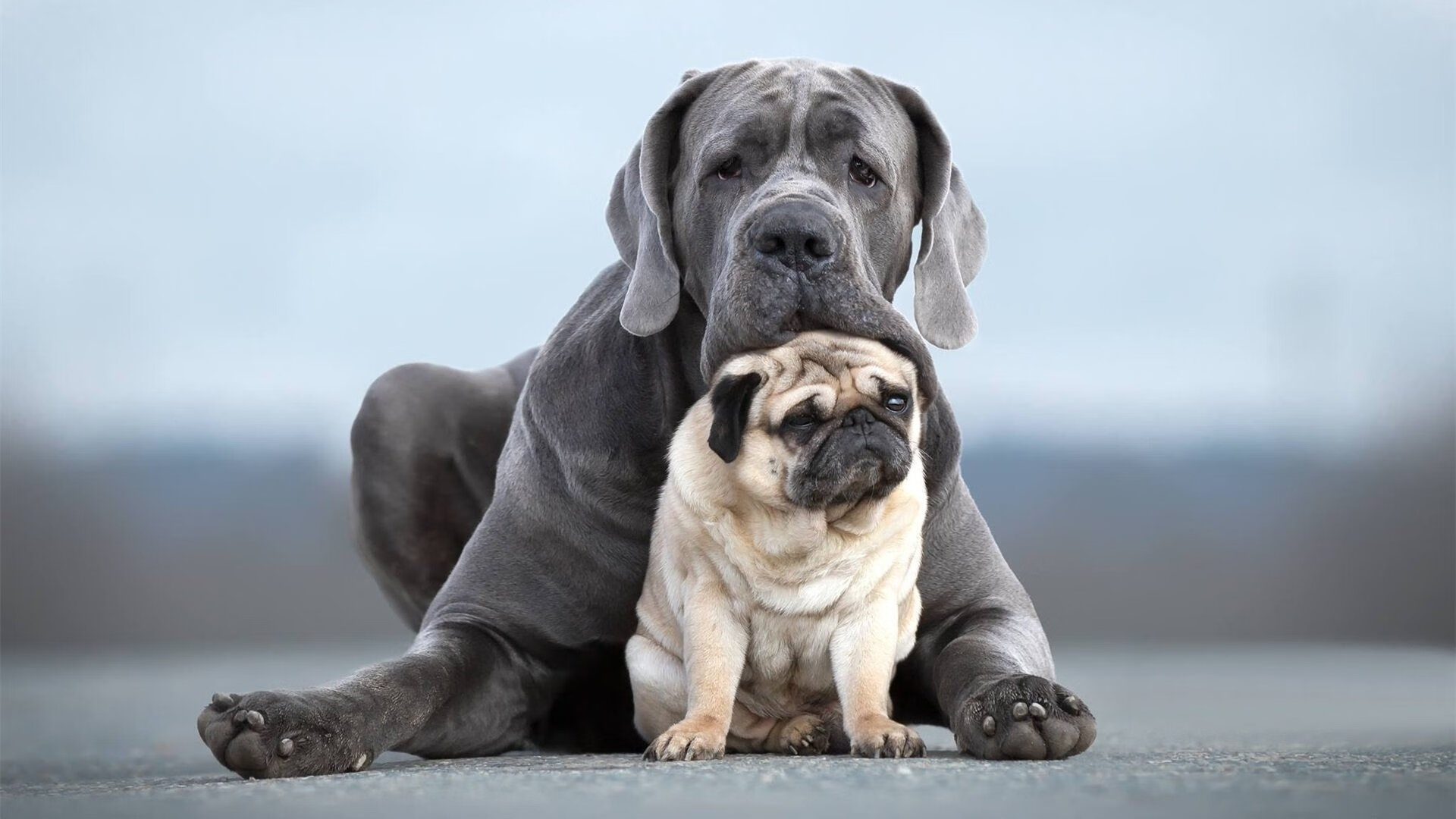 亚洲双响炮，三笘薰闪耀英超，乌拉圭大胜揭示沙特差距