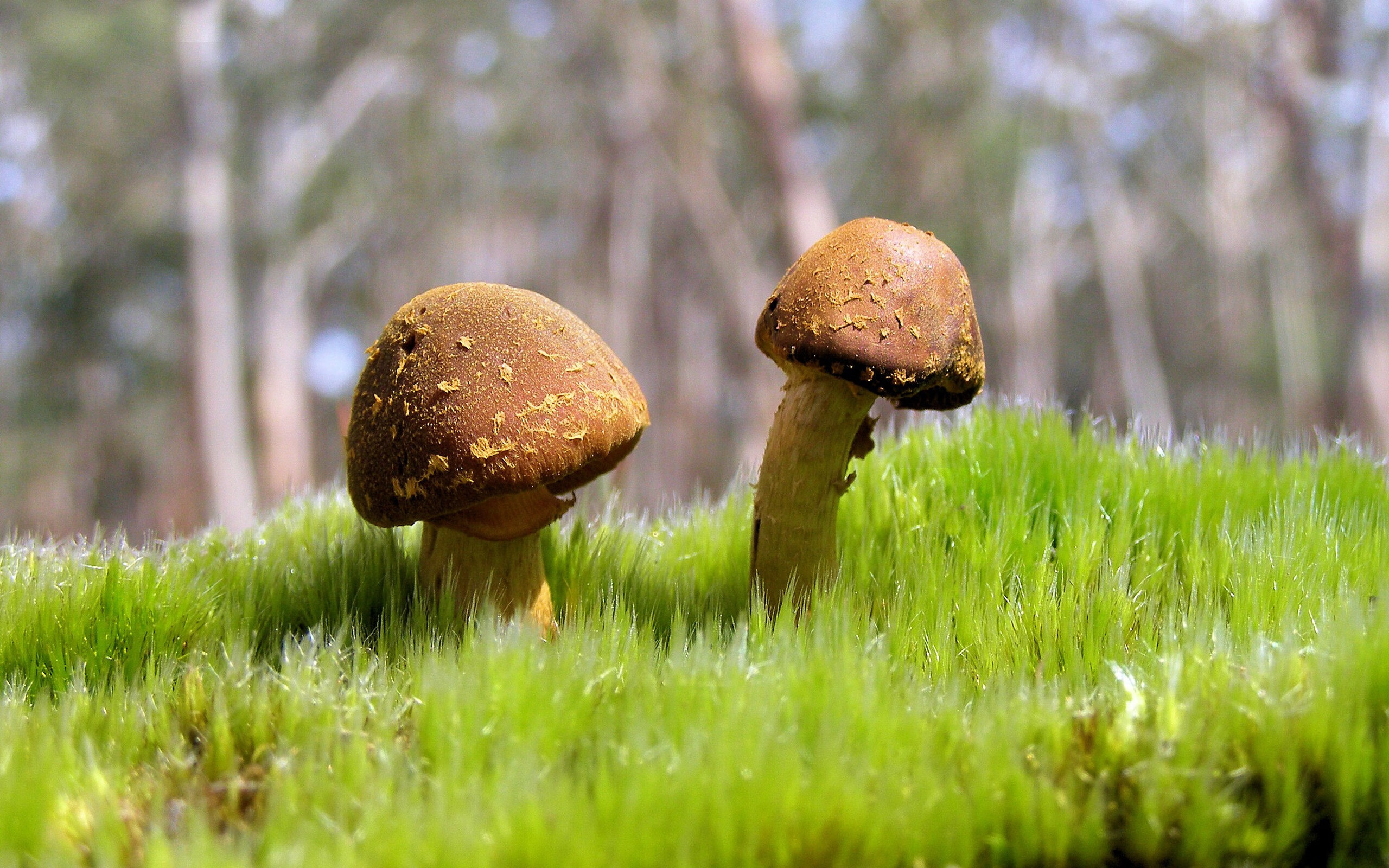 棋盘上的棋子与利剑，波兰节奏大师如何为维尼修斯铺就封神之路