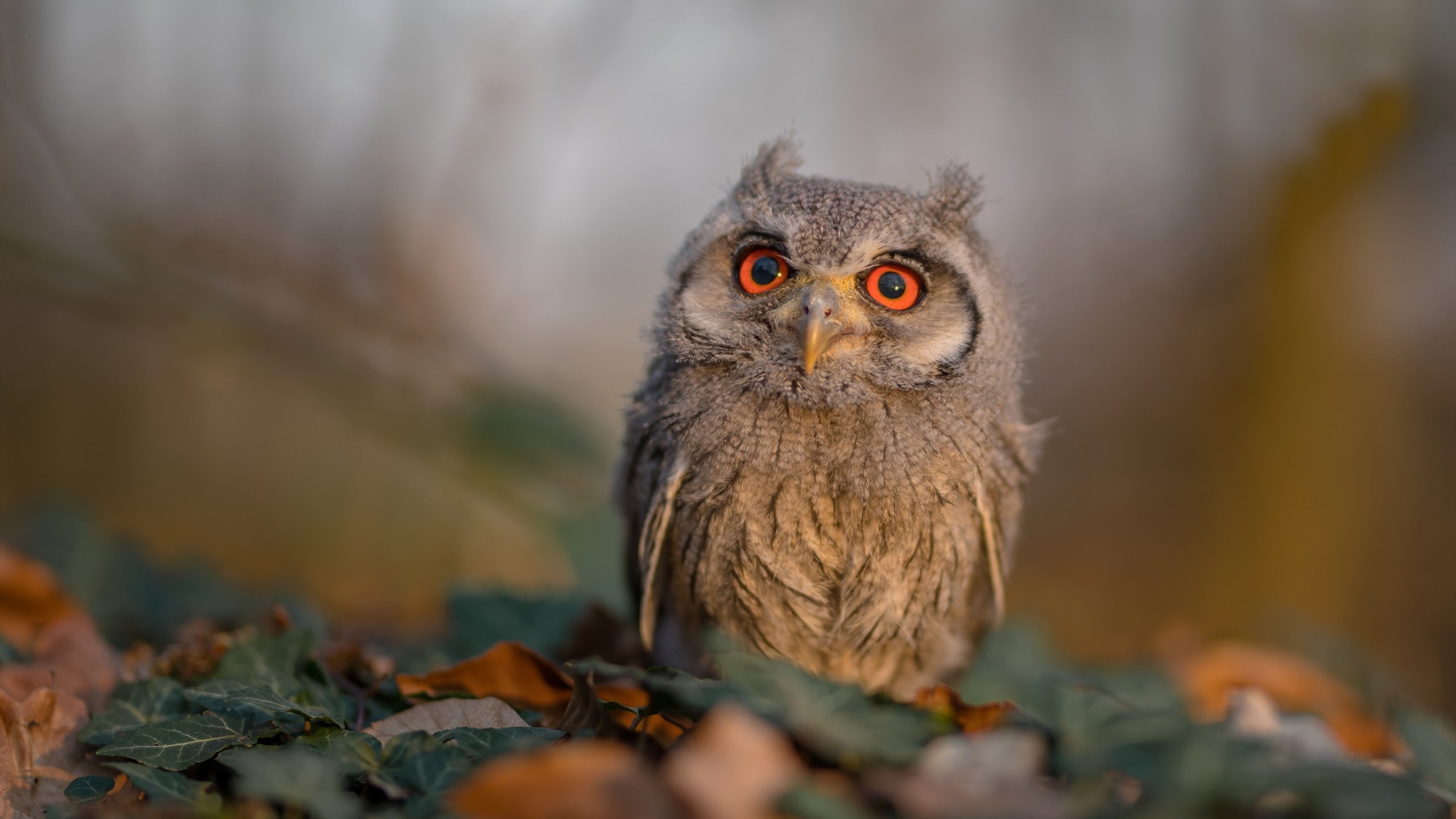 米切尔时刻，当步行者的黑马冲破凯尔特人的铁幕