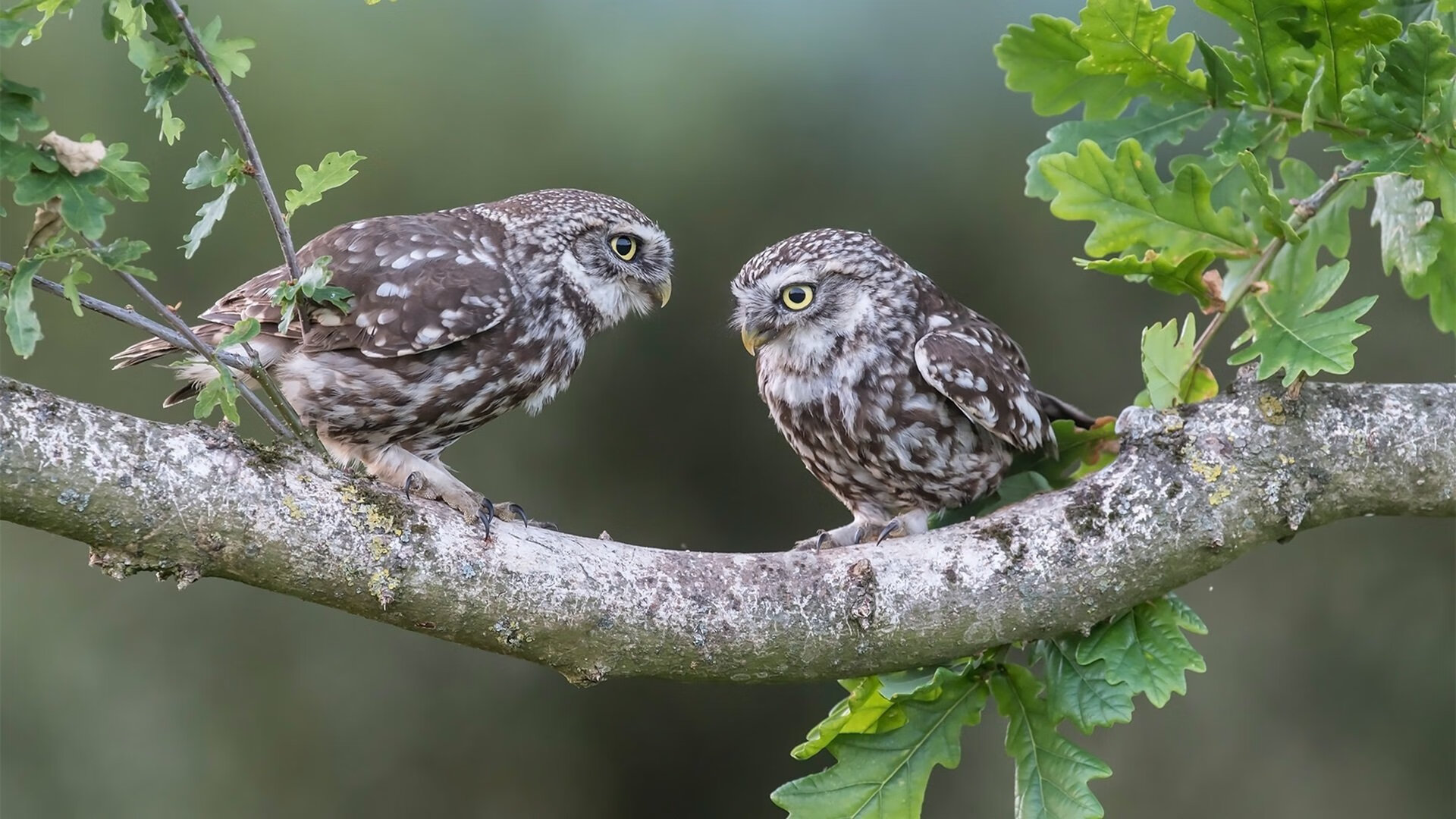 攻与守的哲学，从太阳灼穿鹈鹕到欧冠淘汰赛的战术抉择