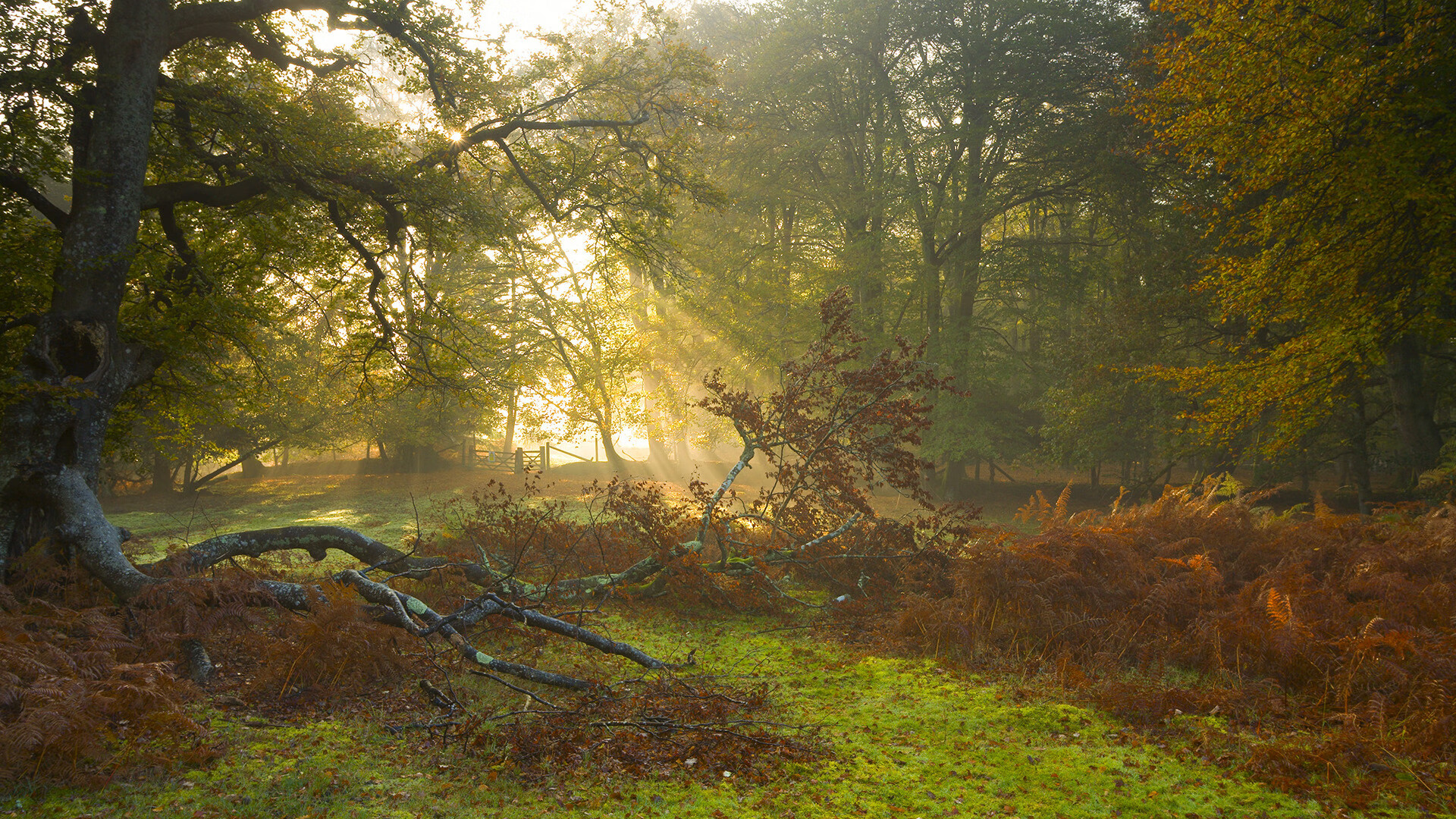 唯一一颗机械心，奥利维耶与那晚叛乱的物理定律