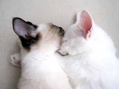 最后一舞的余韵，穆勒在美加墨之夜完成精神传承