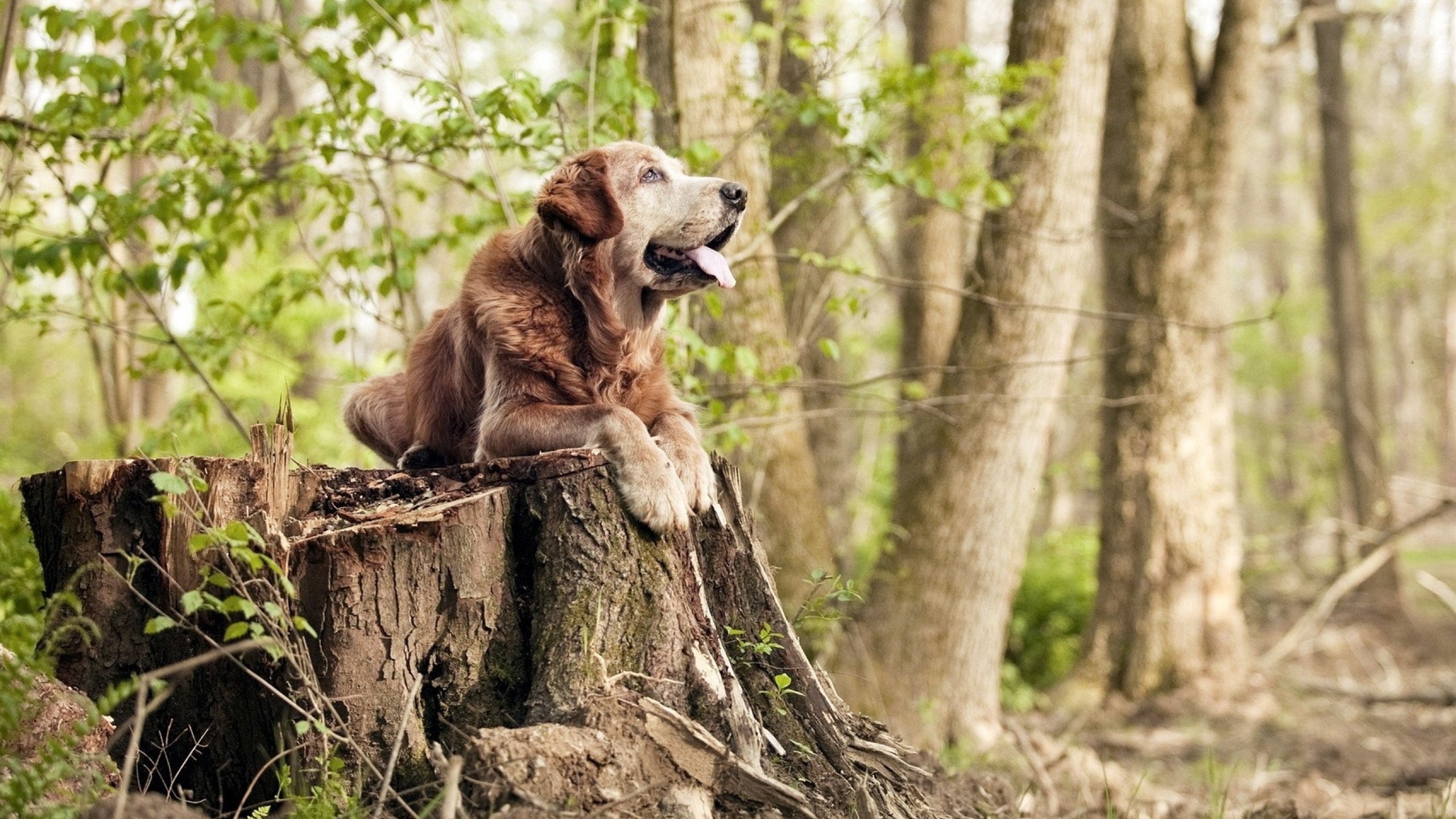冰与火的碰撞,西亚卡姆的防守铁链如何锁死迈阿密热火