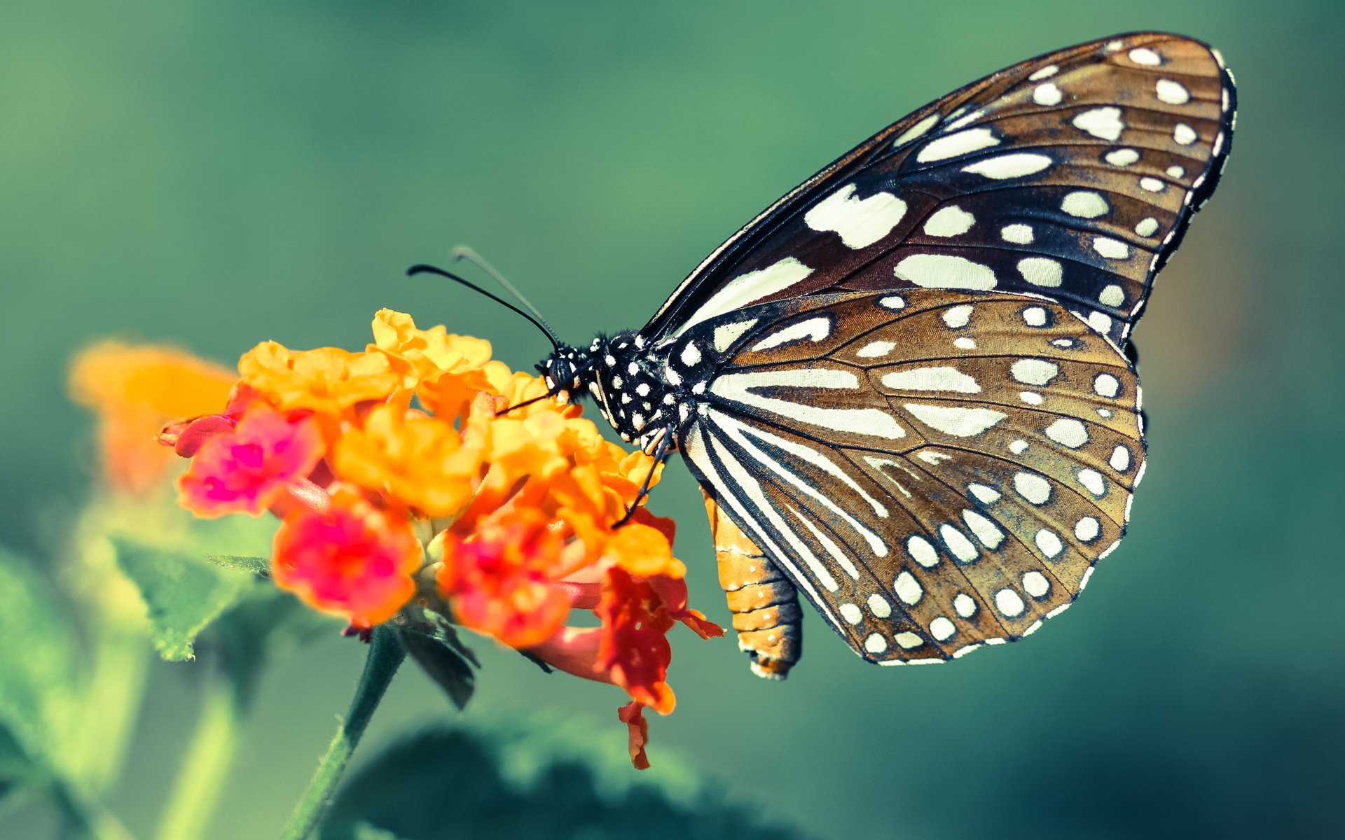 当药厂锋刃刺穿高原雄鹰，一场不对等较量中的冷门逻辑